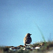 Lesser Short-toed Lark  "Calandrella rufescens"  19910509